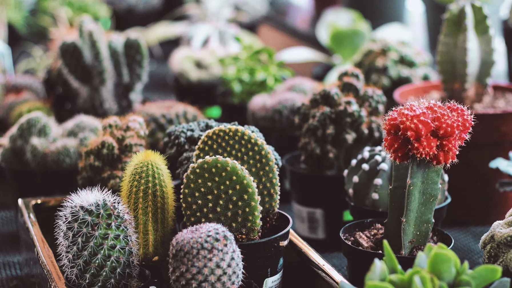 variedades de cactus