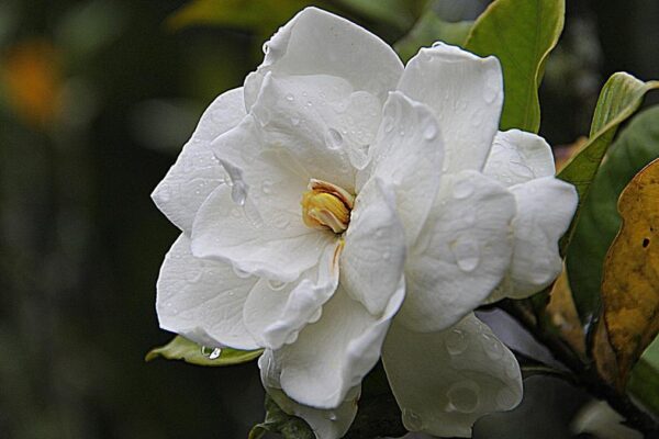 Flor de gardenias