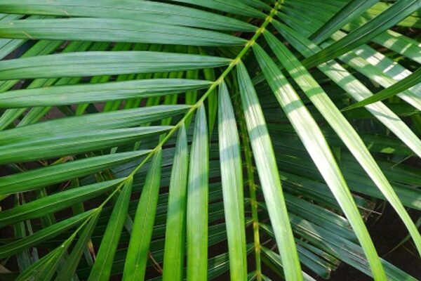 palma de bambú