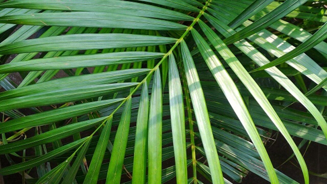 palma de bambú