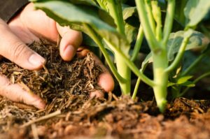 Fertilización Orgánica: Alimenta tu jardín de manera sostenible