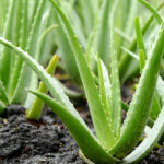 planta Aloe Vera