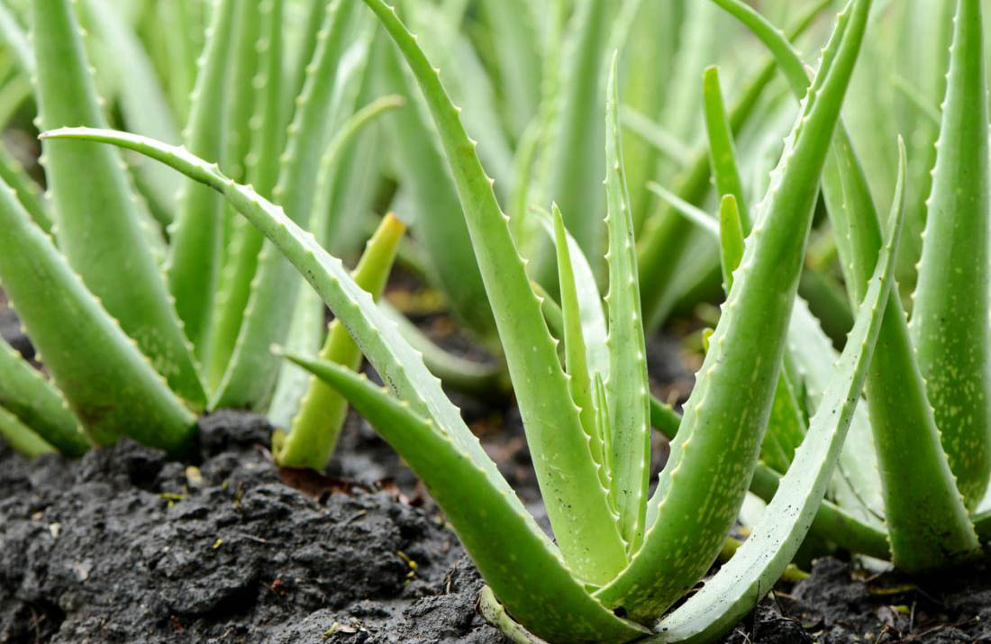 planta Aloe Vera