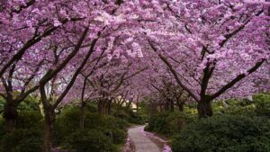 Cerezo Japonés: Cuidados y consejos para un florecimiento espectacular