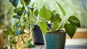 Secretos del Pothos: Cómo Mantener esta Planta como un Experto Jardinero