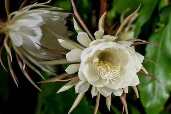 plantas con flores