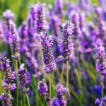 plantas medicinales. lavanda