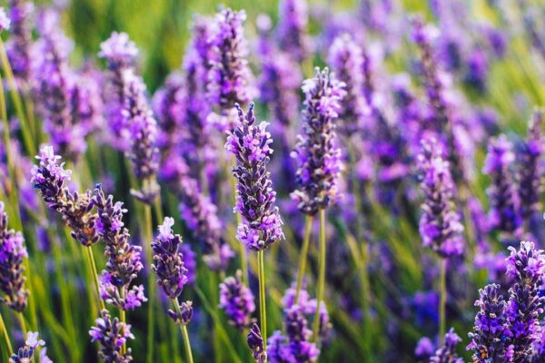 plantas medicinales. lavanda