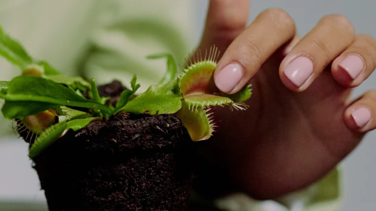 alimentación planta carnívora