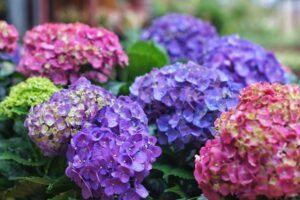 Hortensias Deslumbrantes: Cómo Cuidar y Mantener Estas Preciosas Plantas