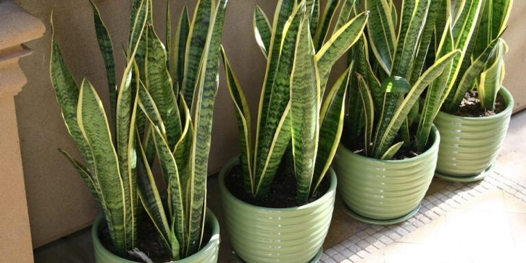 lengua de suegra, sansevieria, plantas de interior