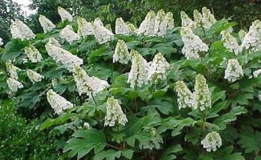 hortensias Quercifolia de flor blanca