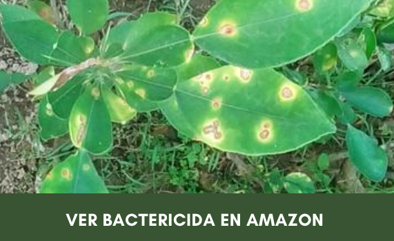 Mancha bacteriana en planta