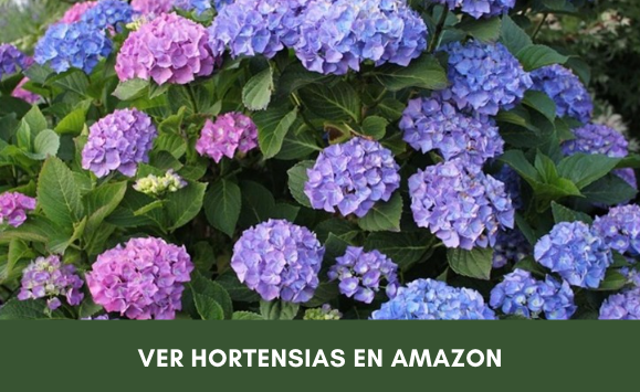 Hortensia Macrophylla (Hortensia de Flor Grande)