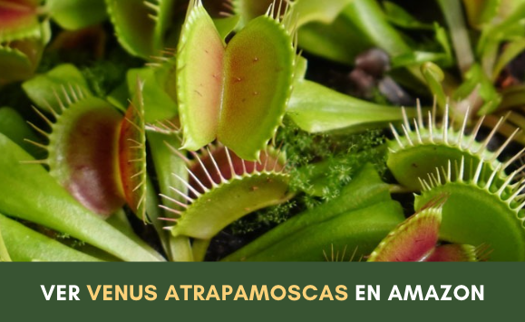 planta carnívora, venus atrapamoscas