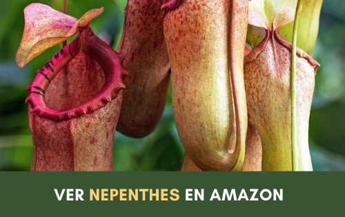 planta carnívora, Nepenthes. Planta jarro