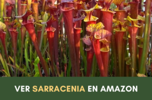 planta carnívora, sarracenia