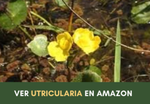 planta carnívora utricularia