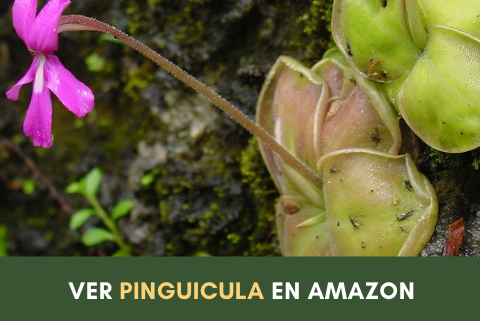 Pinguícula, planta carnívora